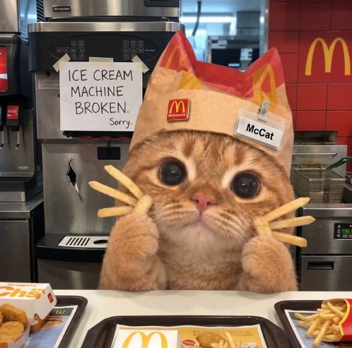 McCat behind the restaurant counter wearing his paper hat and fry whiskers